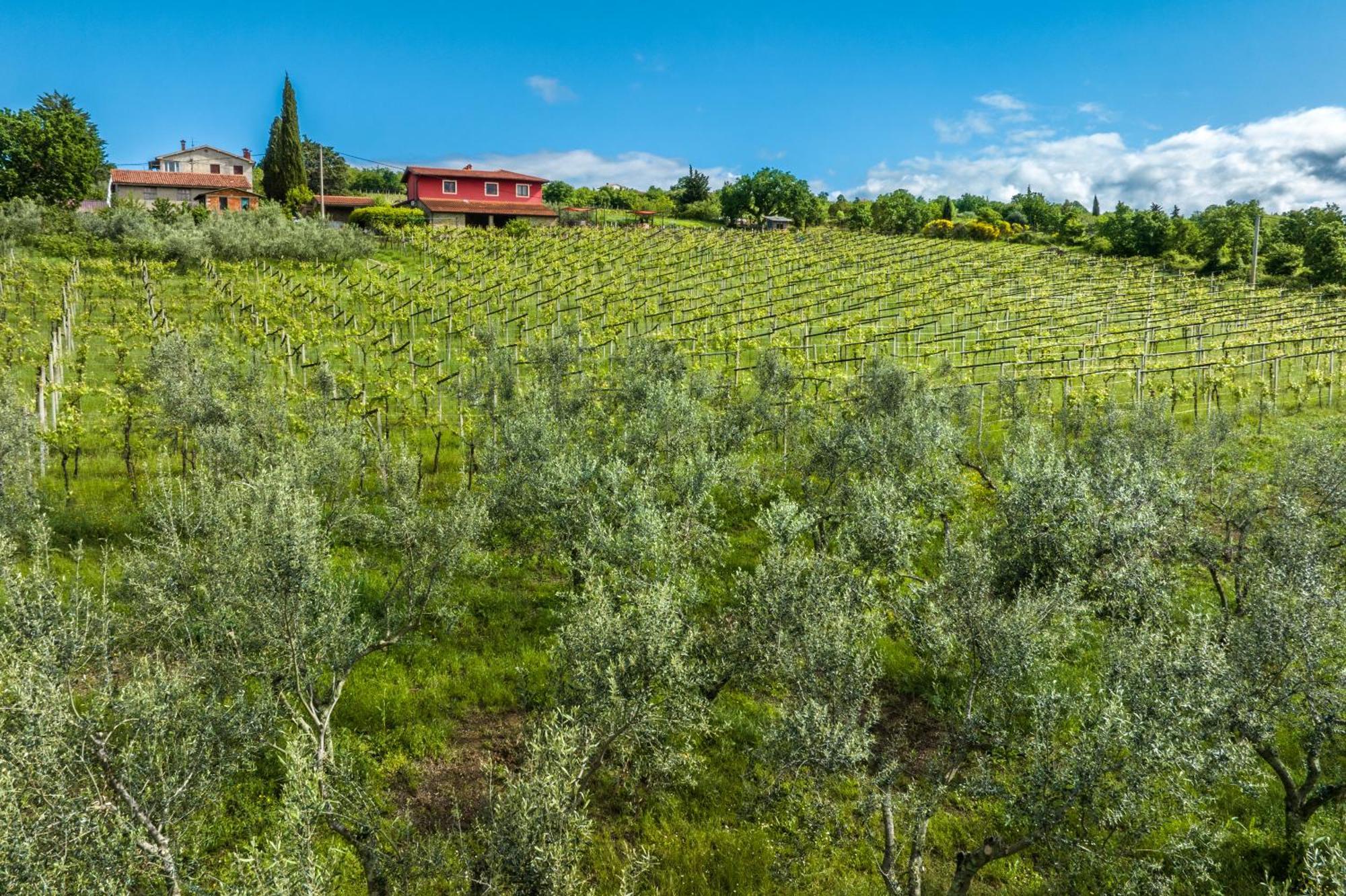 Touristfarm - Apartments "Red Fairytale" Marezige Exterior photo